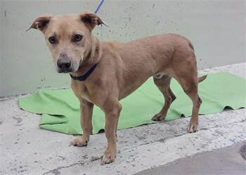 ICE -  Golden Retriever and Mixed Breed Dog for Adoption in Houston, Texas - ICE | PetCurious