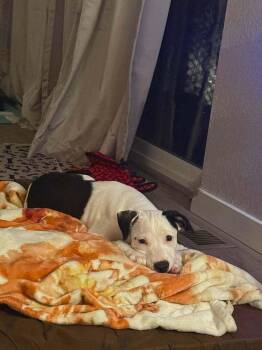 Watson -  Terrier Dog for Adoption in Colorado Springs, Colorado - Watson | PetCurious