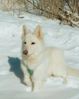 White German Shepherd Dogs Available for Adoption - Yuki | PetCurious