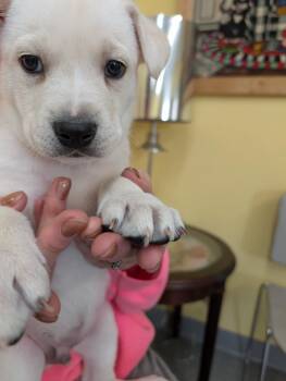 German Shepherd Dog and Mixed Breed Dogs Available for Adoption in Syracuse, Indiana - Fable | PetCurious