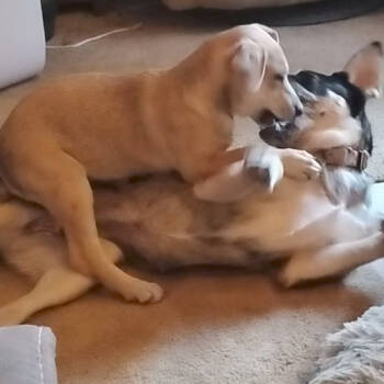 Rescue German Shepherd Dog and Yellow Labrador Retriever Dogs for Adoption in Fort Smith, Arkansas - Bebe | PetCurious