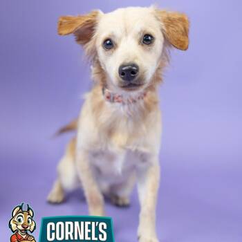 Max -  Mixed Breed Dog for Adoption in Portland, Oregon - Max | PetCurious