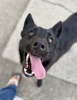 Rescue German Shepherd Dog Dogs for Adoption in Hartsville, South Carolina - Patty | PetCurious