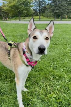 Kira -  Husky Dog for Adoption in Gloversville, New York - Kira | PetCurious