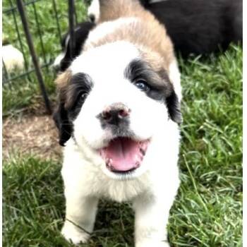 Einstein -  Saint Bernard and Golden Retriever Dog for Adoption in Larkfield-wikiup, California - Einstein | PetCurious