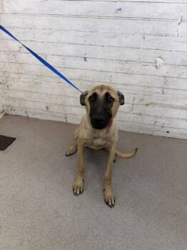 JELLYBEAN -  Belgian Shepherd Malinois Dog for Adoption in San Bernardino, California - JELLYBEAN | PetCurious