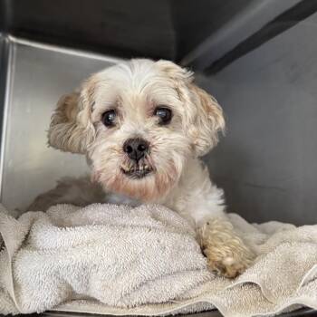 Rescue Lhasa Apso Dogs for Adoption in Northbrook, Illinois - Rhexx | PetCurious
