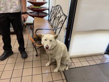 Siberian Husky and Mixed Breed Dogs Available for Adoption in Burbank, California - KIRA | PetCurious
