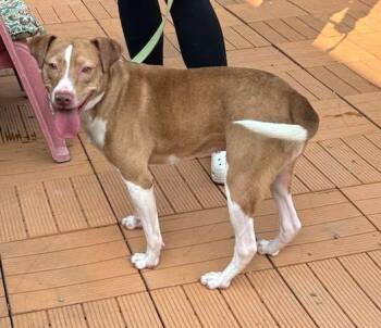 GOLDIE -  Mixed Breed Dog for Adoption in Elyria, Ohio - GOLDIE | PetCurious