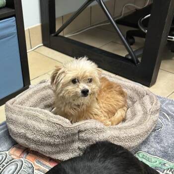Maltese and Mixed Breed Dogs Available for Adoption in Pinellas Park, Florida - Oso | PetCurious
