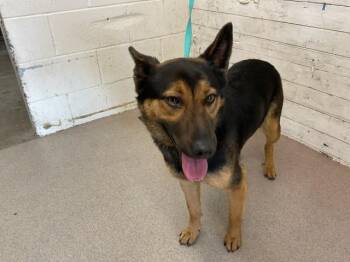 German Shepherd Dog and Mixed Breed Dogs Available for Adoption - DAKOTA | PetCurious