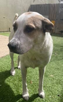 Rescue Staffordshire Bull Terrier and Great Pyrenees Dogs for Adoption in Fort Worth, Texas - Hiro | PetCurious