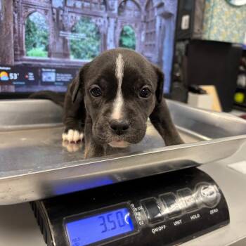 Pit Bull Terrier Dogs Available for Adoption in Saint Joseph, Missouri - Velvet (Queen | PetCurious