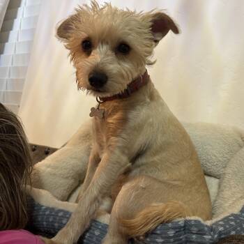 Ms. Lovebug Bonnie -  Maltese and Yorkshire Terrier Dog for Adoption in Ridgefield, Washington - Ms. Lovebug Bonnie | PetCurious
