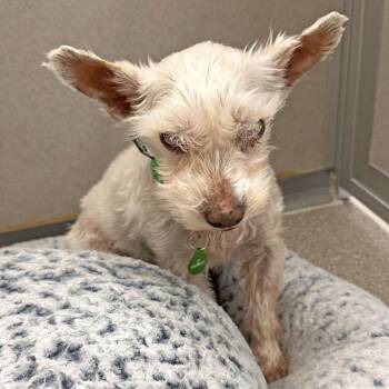 Mixed Breed Dogs Available for Adoption in Hailey, Idaho - Mable | PetCurious