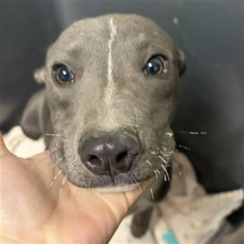 Hershey -  Pit Bull Terrier Dog for Adoption in Thousand Oaks, California - Hershey | PetCurious