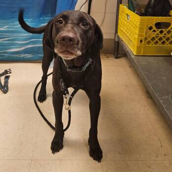 Liberty -  Mixed Breed Dog for Adoption in Lake Panasoffkee, Florida - Liberty | PetCurious