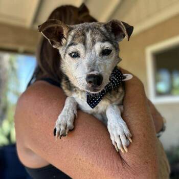 Rescue Chihuahua Dogs for Adoption in Ramona, California - Shaolin | PetCurious