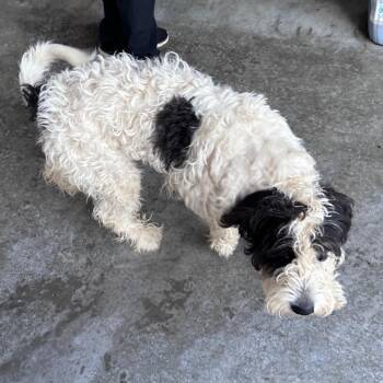 Jenny -  Standard Poodle Dog for Adoption in Erie, Pennsylvania - Jenny | PetCurious