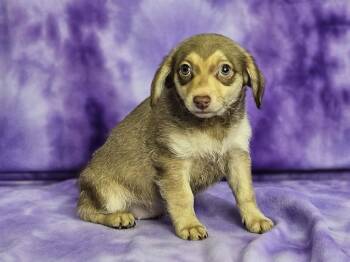 Beatrix -  Chiweenie Dog for Adoption in East Sparta, Ohio - Beatrix | PetCurious