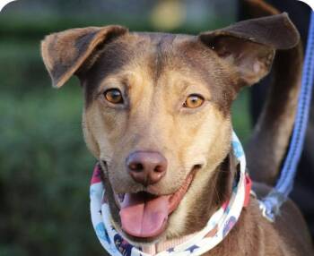 Mountain Dog Dogs Available for Adoption - Mika | PetCurious