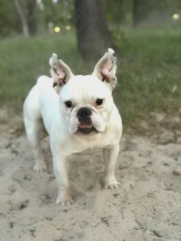 French Bulldog Dogs Available for Adoption in Helotes, Texas - Gabby | PetCurious