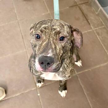 08/06/2026-Stray-ChattsworthRoad -  Mixed Breed Dog for Adoption in Columbus, Georgia - 08/06/2026-Stray-ChattsworthRoad | PetCurious