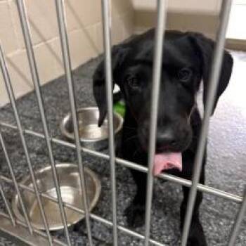 Max -  Mixed Breed Dog for Adoption in Buchanan Dam, Texas - Max | PetCurious
