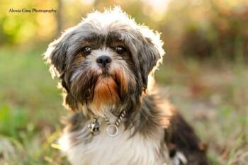 Pidge -  Shih Tzu Dog for Adoption in Drumbo, Ontario - Pidge | PetCurious