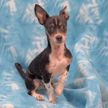 Jack Russell Terrier Dogs Available for Adoption - Vinny | PetCurious