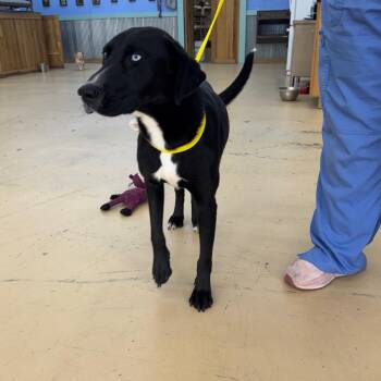 Black Labrador Retriever Dogs Available for Adoption - Lyra | PetCurious
