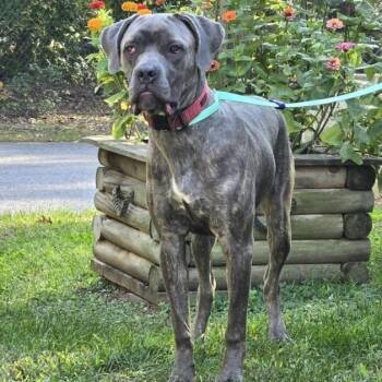 Symba -  Cane Corso Dog for Adoption in Prince Frederick, Maryland - Symba | PetCurious