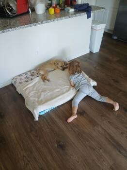 Carolina Dog Dogs Available for Adoption in Plano, Texas - Greta | PetCurious