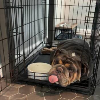 Dorothy -  English Bulldog Dog for Adoption in Sinking Spring, Pennsylvania - Dorothy | PetCurious