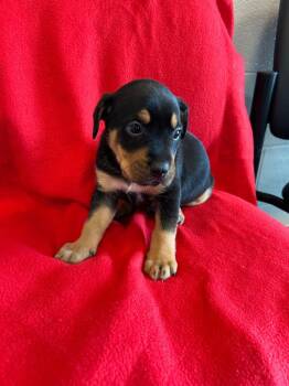 Baby Fleece Nelson -  Labrador Retriever Dog for Adoption in Chattanooga, Tennessee - Baby Fleece Nelson | PetCurious