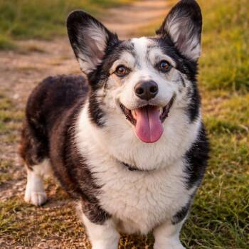 Corgi Dogs Available for Adoption - Ben | PetCurious