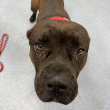 Mixed Breed Dogs Available for Adoption - Daizy | PetCurious