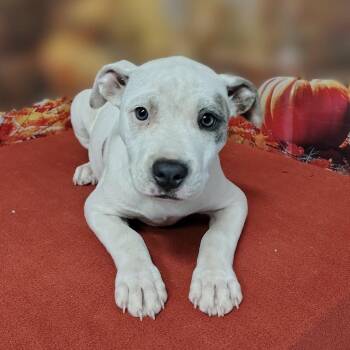 Lumi -  Pit Bull Terrier and Mixed Breed Dog for Adoption in Griswold, Connecticut - Lumi | PetCurious