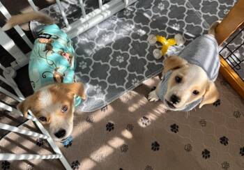 Crosstrek Subaru -  Mixed Breed Dog for Adoption in Waunakee, Wisconsin - Crosstrek Subaru | PetCurious