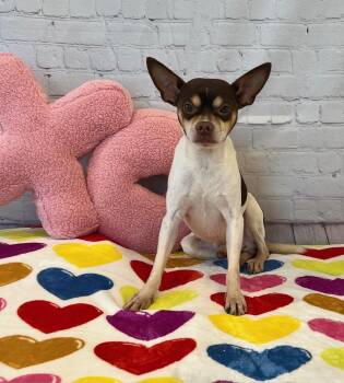 Rat Terrier Dogs Available for Adoption - JOEY (FOSTERED IN TEXAS ~ TRANSPORT AVAILALBLE IN U.S.) | PetCurious