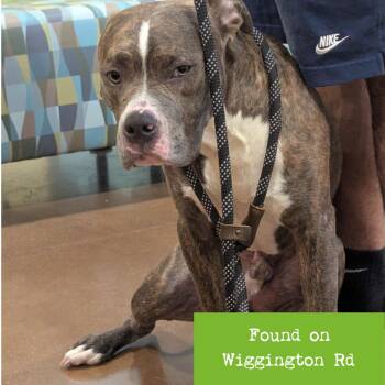 Fishtank -  American Staffordshire Terrier and Mixed Breed Dog for Adoption in Lynchburg, Virginia - Fishtank | PetCurious