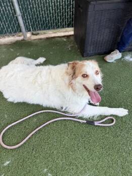 Koda -  Great Pyrenees and Mixed Breed Dog for Adoption in Fruit Heights, Utah - Koda | PetCurious