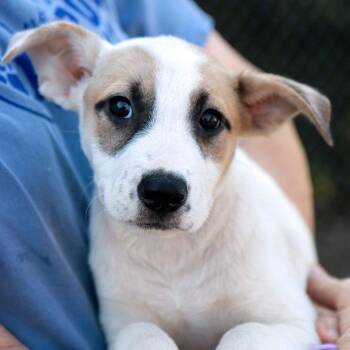 Effie (AO37533) -  Terrier Dog for Adoption in Kansas City, Kansas - Effie (AO37533) | PetCurious