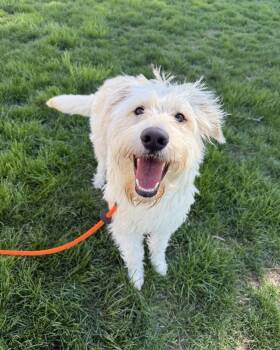 Pine Cone -  Mixed Breed Dog for Adoption in Salisbury, Maryland - Pine Cone | PetCurious