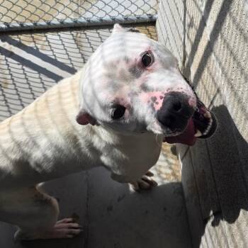 Iron Man -  Mixed Breed Dog for Adoption in Bristol, Indiana - Iron Man | PetCurious