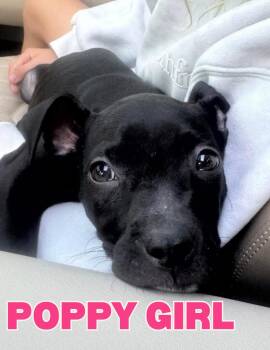 Pit Bull Terrier Dogs Available for Adoption - Poppy Girl | PetCurious