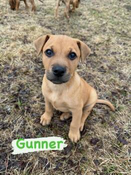 Mixed Breed Dogs Available for Adoption in Iron River, Michigan - Gunner | PetCurious