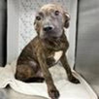 Zozo -  Mixed Breed Dog for Adoption in Tampa, Florida - Zozo | PetCurious