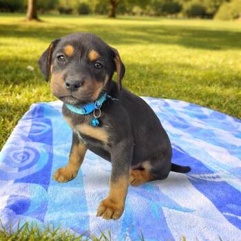 Mixed Breed Dogs Available for Adoption in Las Vegas, Nevada - Butterfree | PetCurious