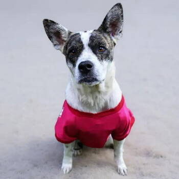 Rescue Terrier and Catahoula Leopard Dog Dogs for Adoption in Grand Bay, Alabama - Pumpkin | PetCurious